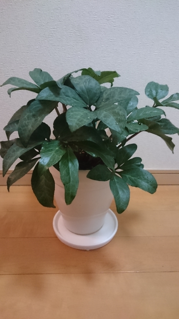 f:id:papagreen:20180505062332j:plain