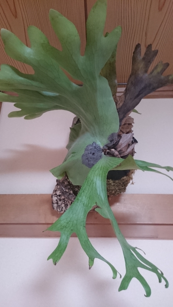 f:id:papagreen:20180611072512j:plain f:id:papagreen:20180611072512j:plain