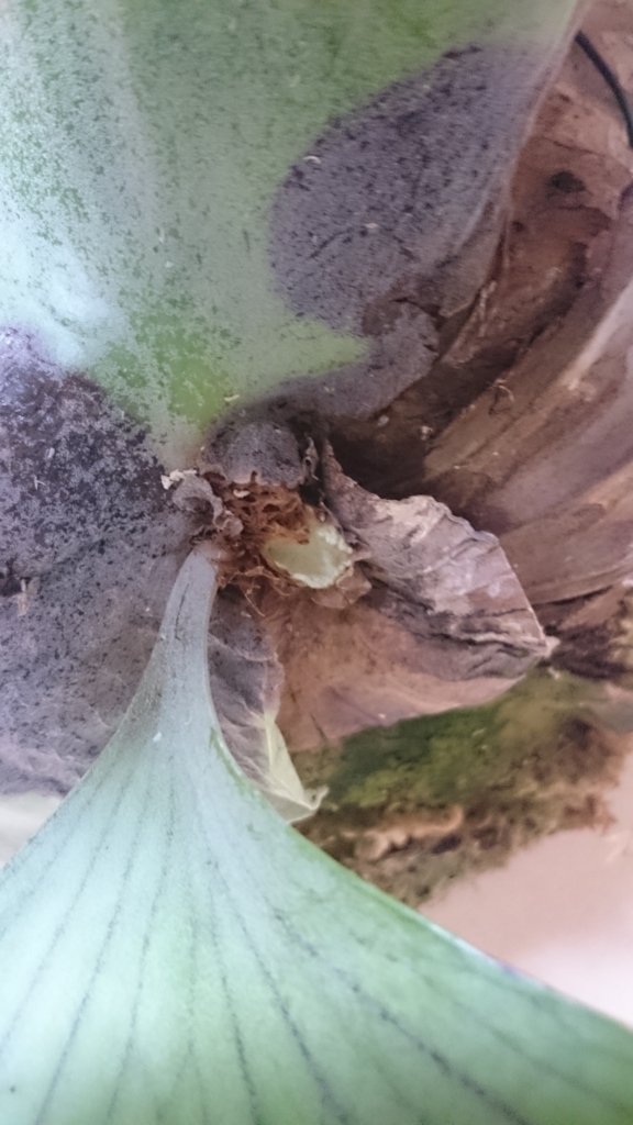 f:id:papagreen:20180621235701j:plain f:id:papagreen:20180621235701j:plain