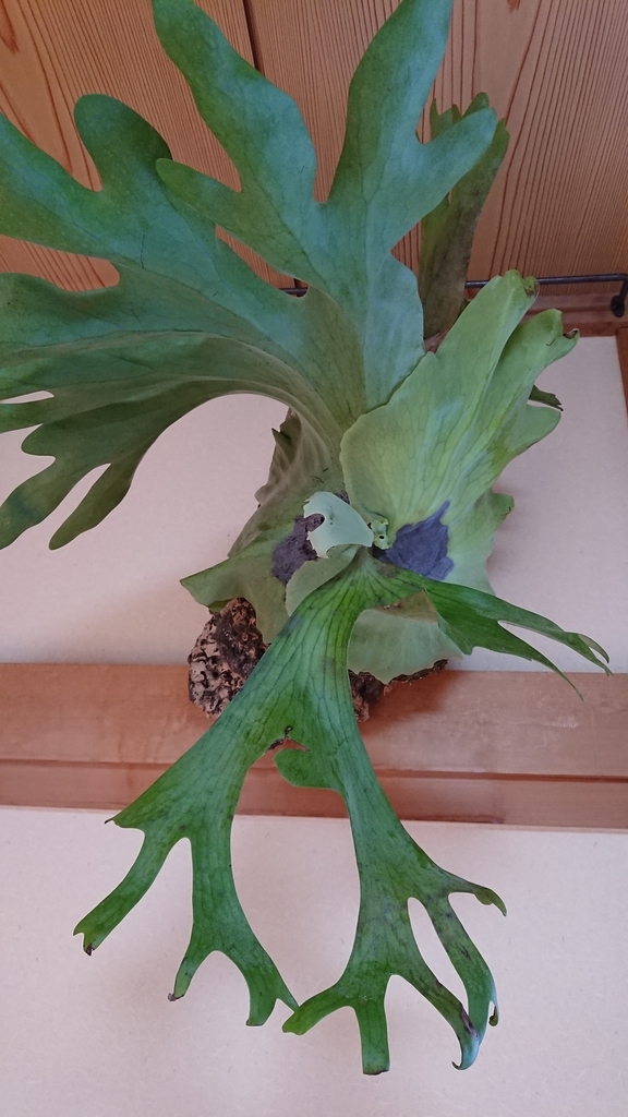 f:id:papagreen:20180907194520j:plain f:id:papagreen:20180907194520j:plain
