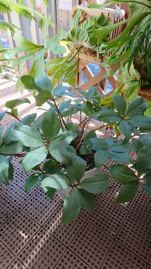 f:id:papagreen:20180907210731j:plain