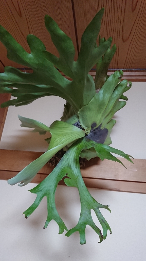 f:id:papagreen:20180919190118j:plain f:id:papagreen:20180919190118j:plain