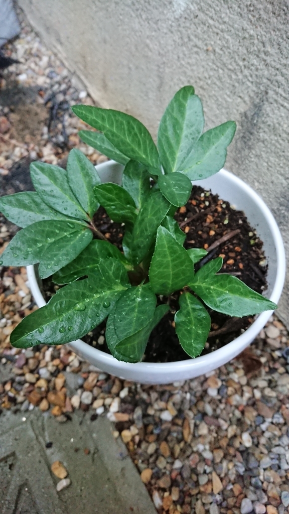 f:id:papagreen:20181024072246j:plain