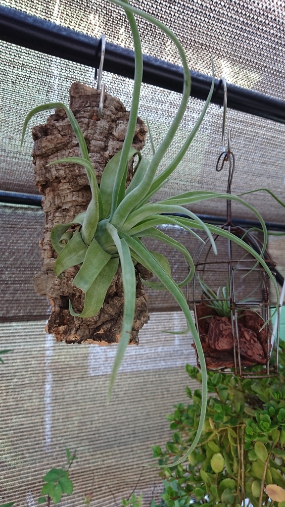 チランジア ストレプトフィラ エアープランツ チランジア ストレプトフィラ XLサイズ(1株) | チャーム