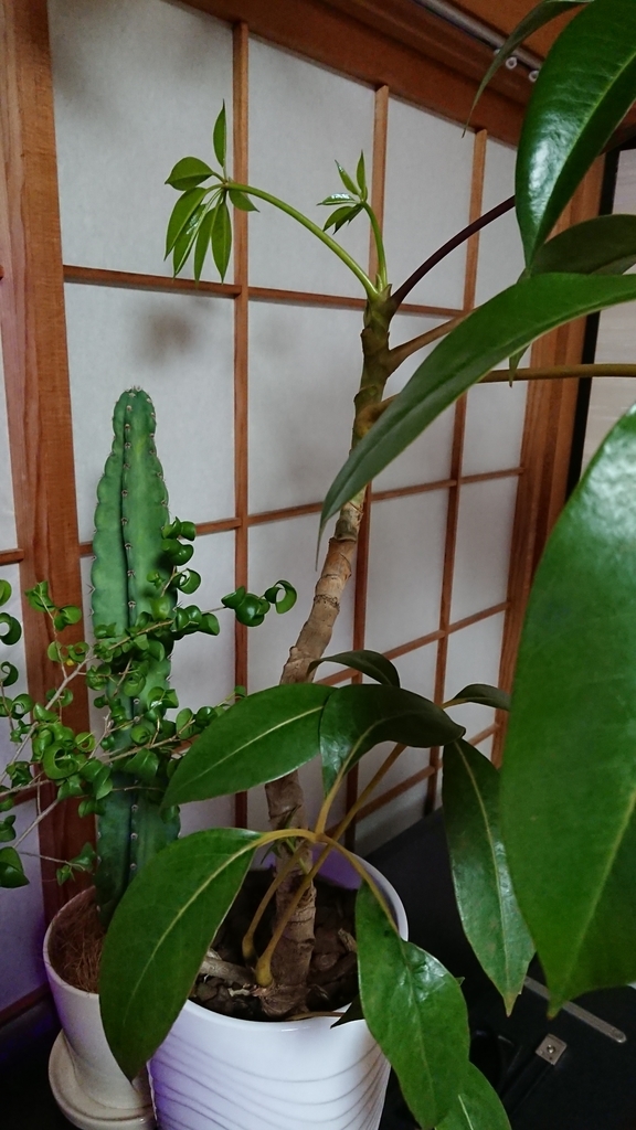ツピダンサス - papagreen's diary ツピダンサス - papagreen's diary
