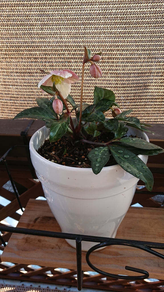 f:id:papagreen:20190121080455j:plain