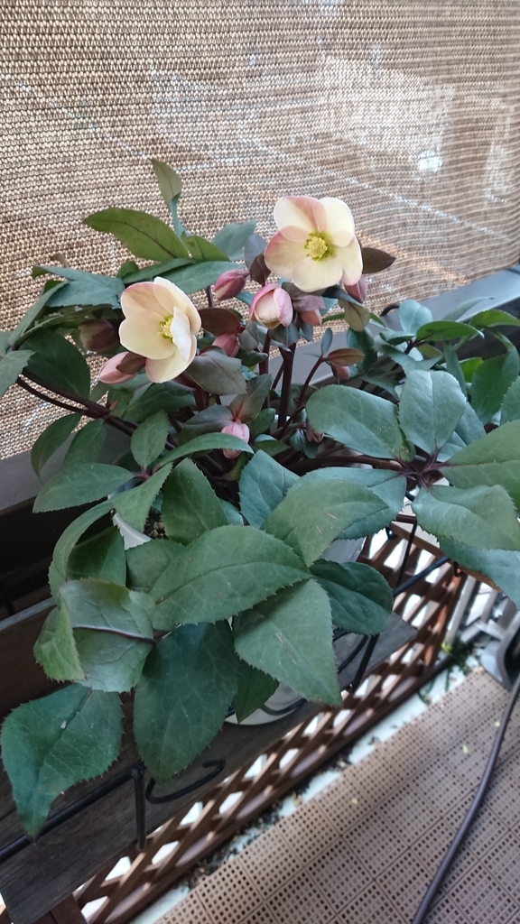 f:id:papagreen:20190221075954j:plain