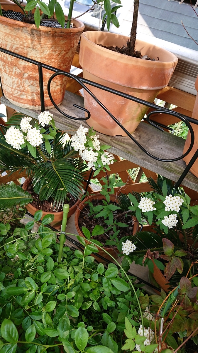 f:id:papagreen:20190510185706j:plain