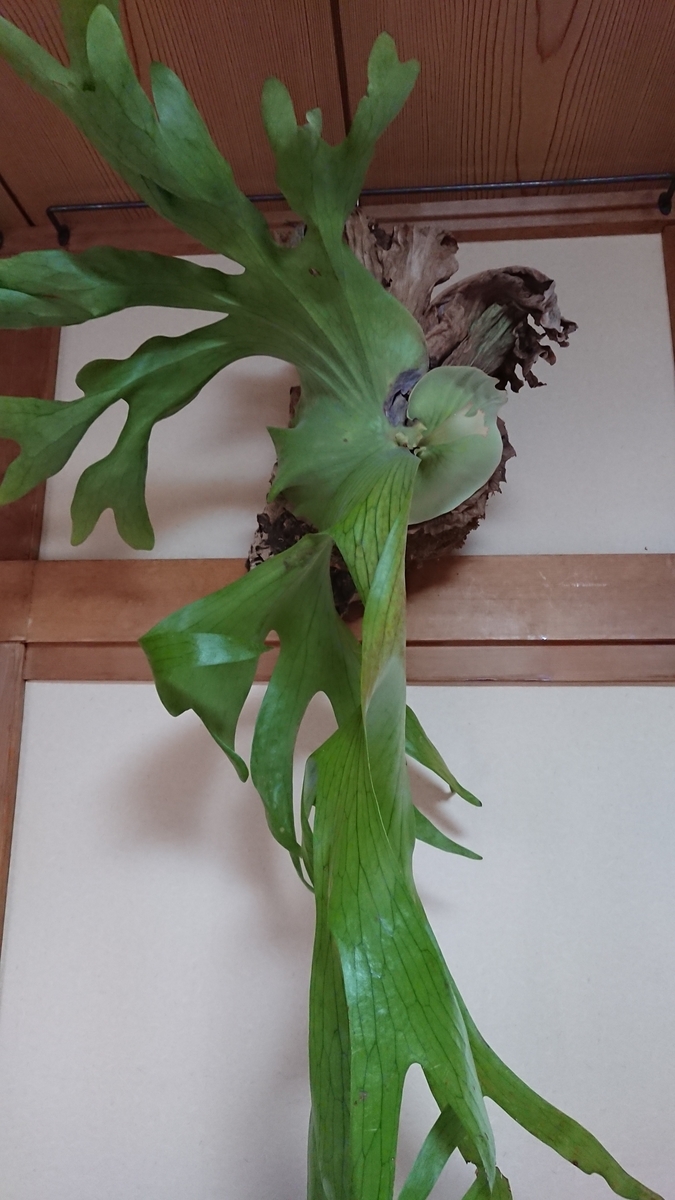 f:id:papagreen:20190816200507j:plain f:id:papagreen:20190816200507j:plain