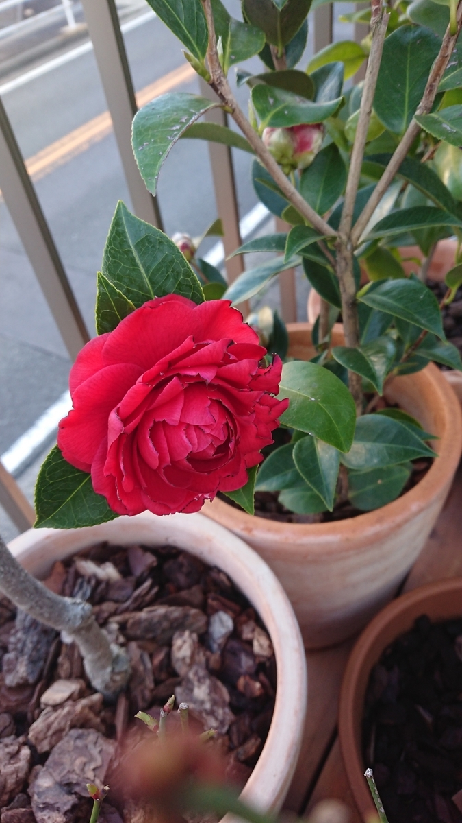 椿 ブラックレース - papagreen's diary