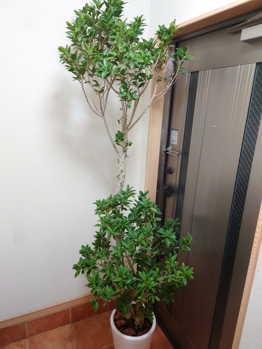 ガジュマルの木 - papagreen's diary