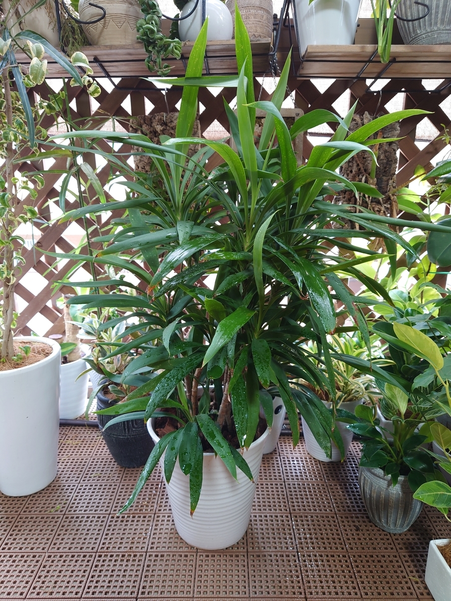 ドラセナ・ストリクタ　♻️リユース観葉植物 ドラセナ ストリクタ - papagreen's diary