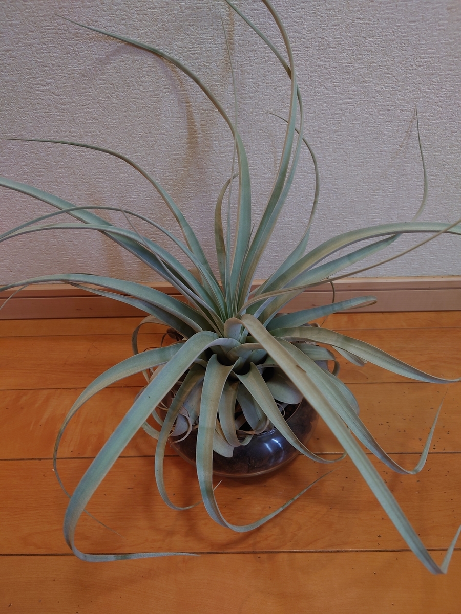 キセログラフィカ 送料1500円】チランドシア キセログラフィカ ジャンボ （約45cm
