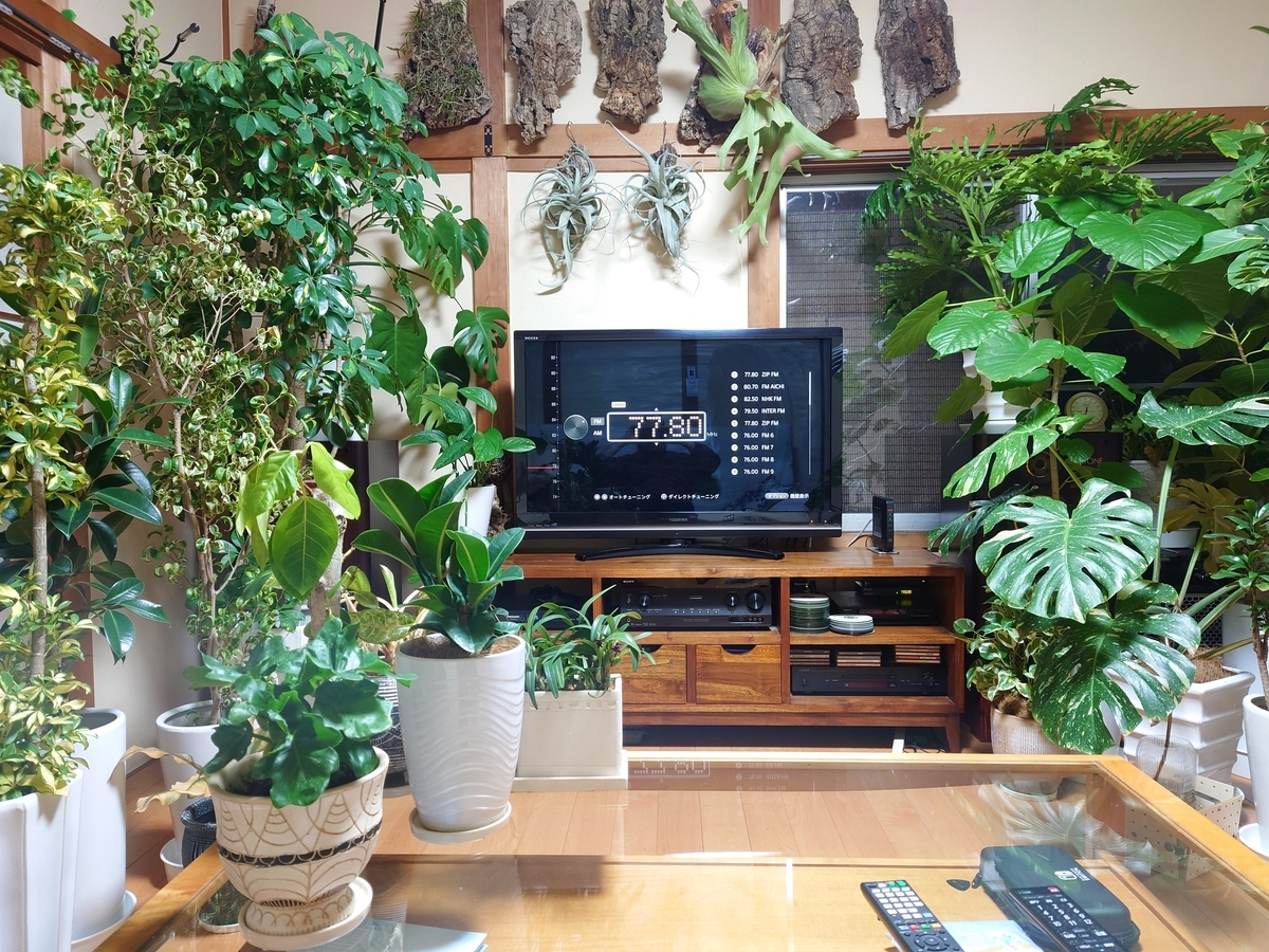 引取先決まりました！観葉植物☆ポトス☆リビングに！10/29(木)30(金