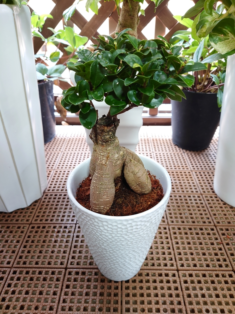 パンダガジュマル　ご希望の商品を選べます② パンダガジュマル② - papagreen's diary