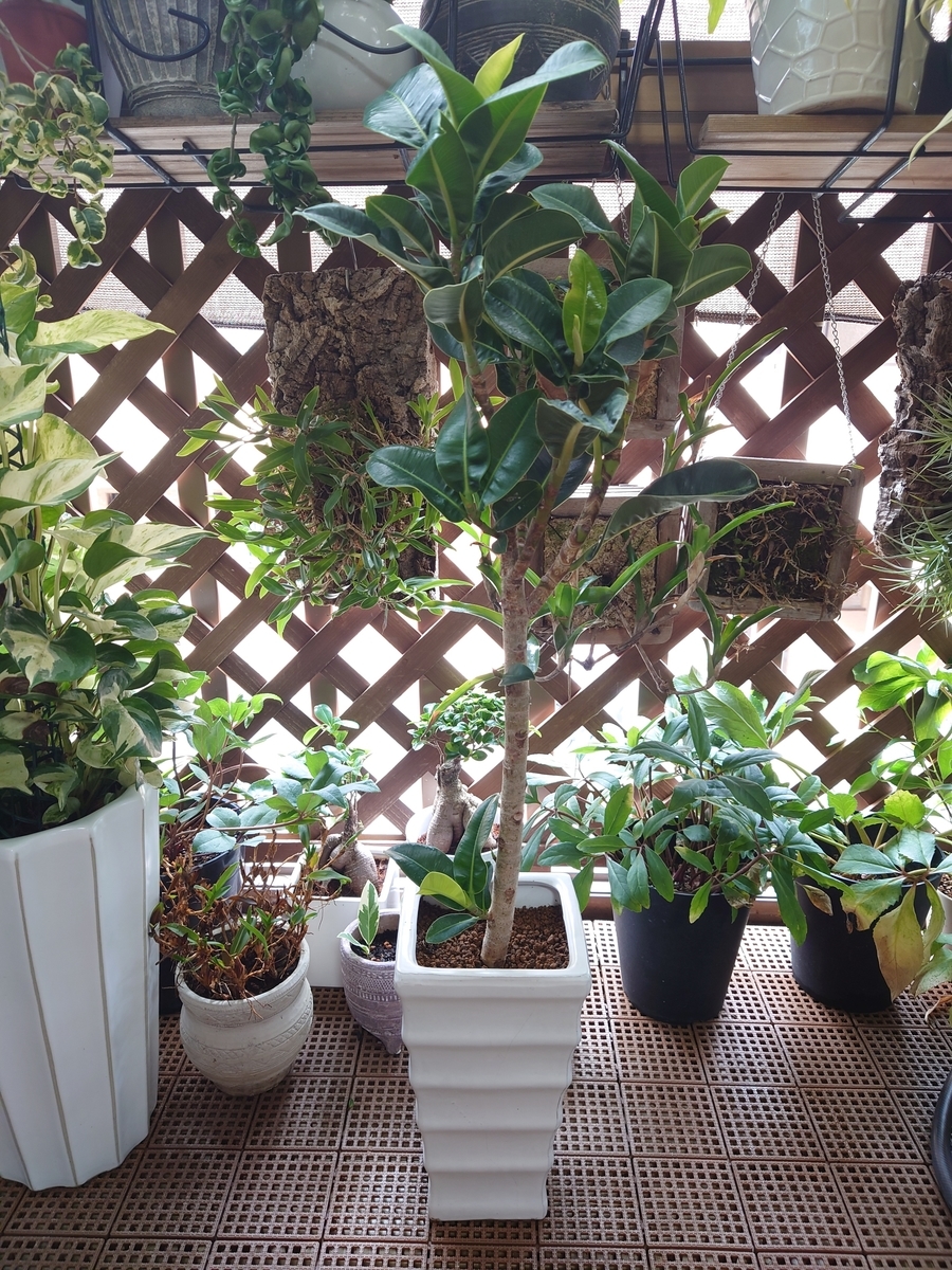 コバエ対策とは 人気 最新記事を集めました はてな