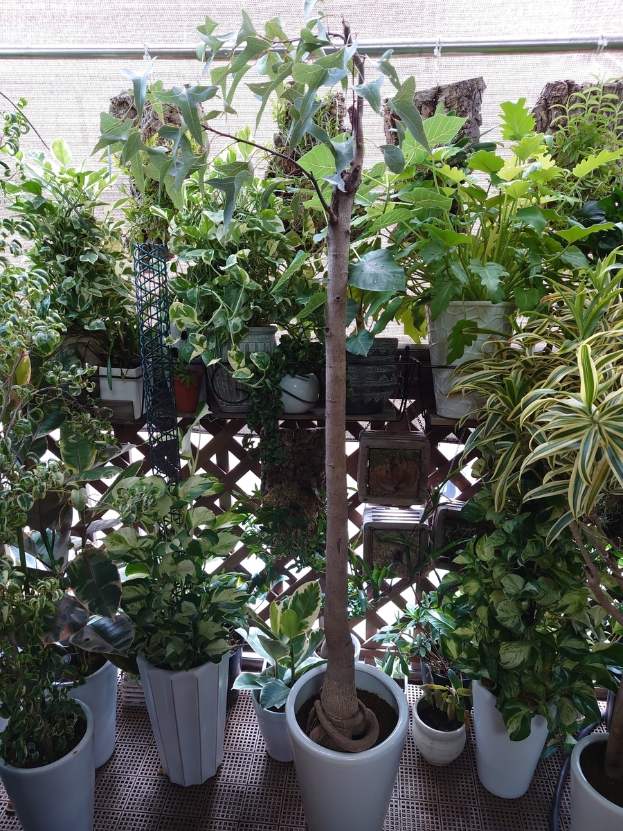 観葉植物 ブラキキトン 155cm 巨大 観葉植物 ブラキキトン