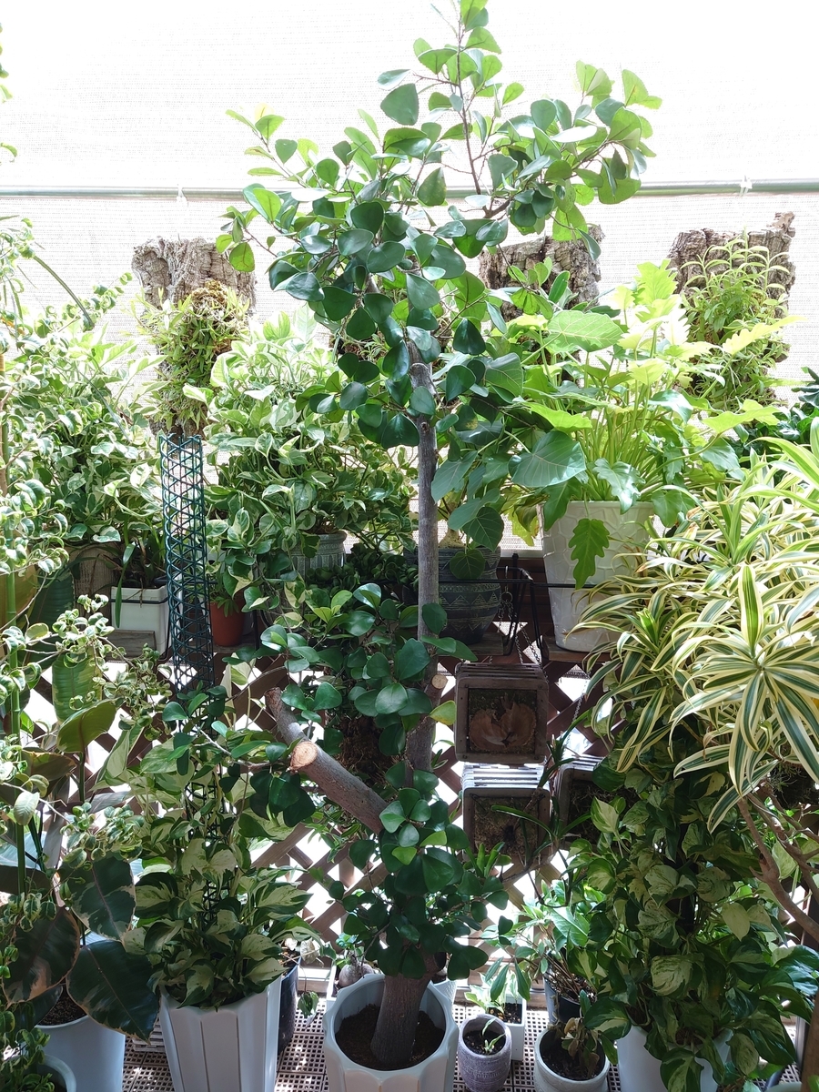 ☆ フィカス トライアンギュラリス♪ 153cm 曲がり幹♪ トライ