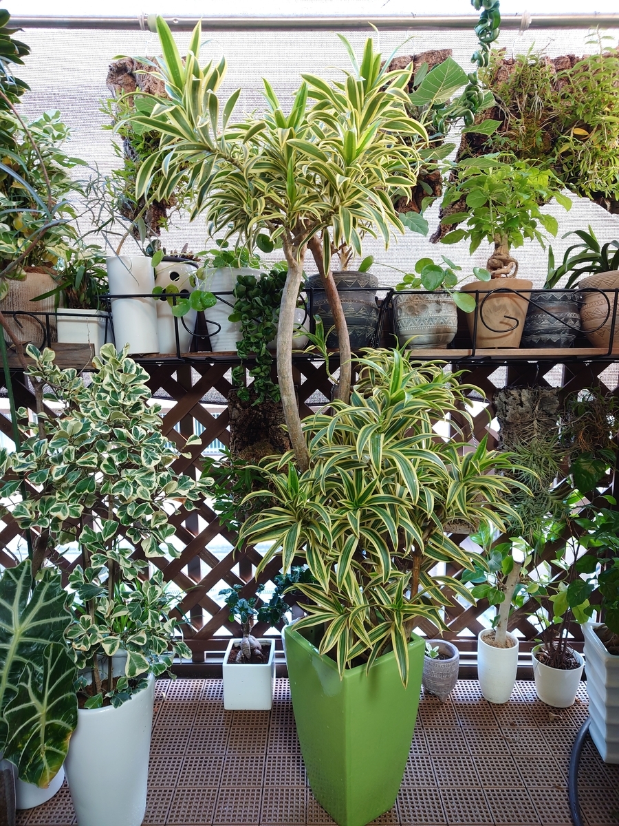 ドラセナ ソングオブインディア④ - papagreen's diary