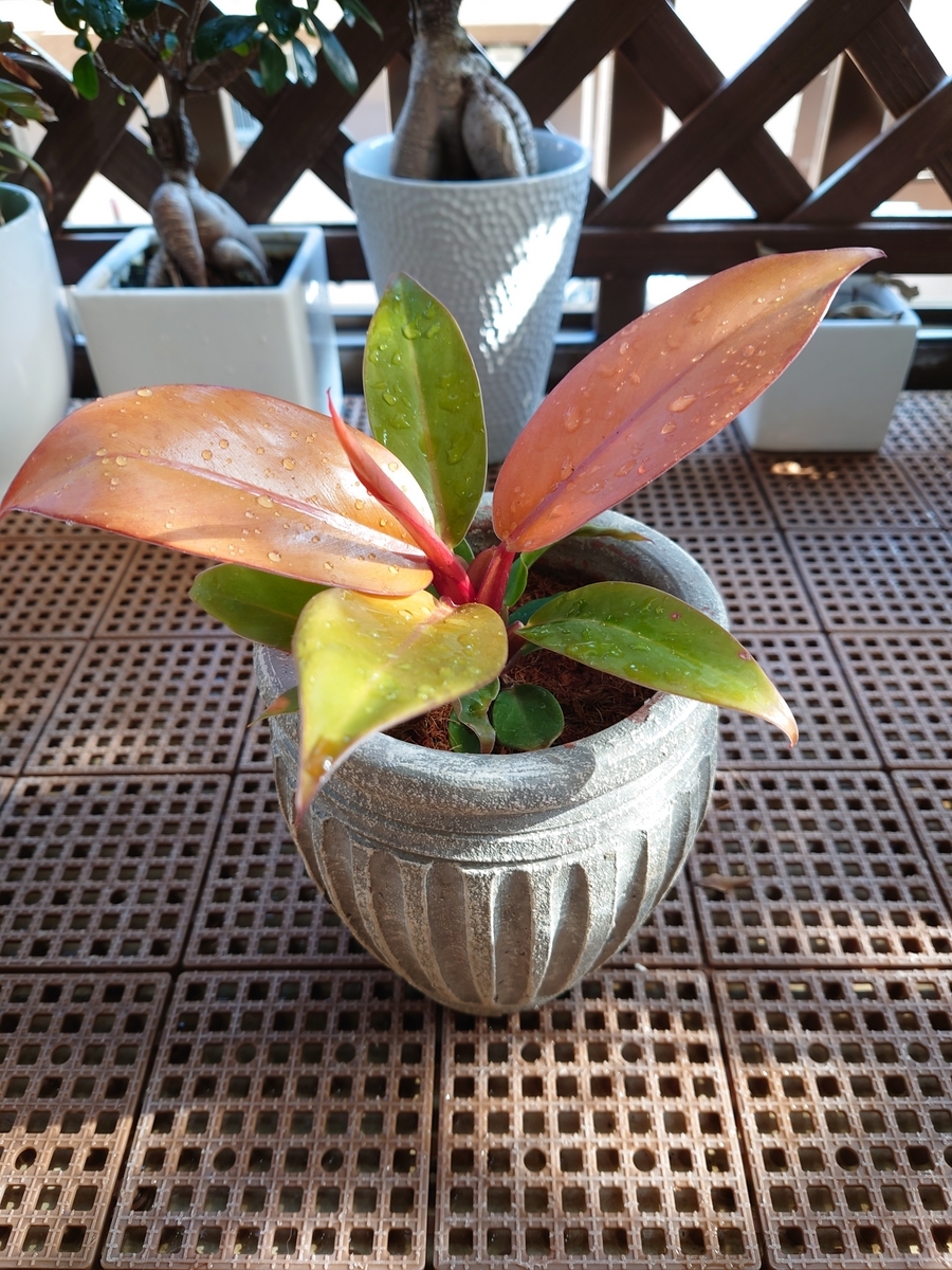 フィロデンドロン プリンスオブオレンジ - papagreen's diary