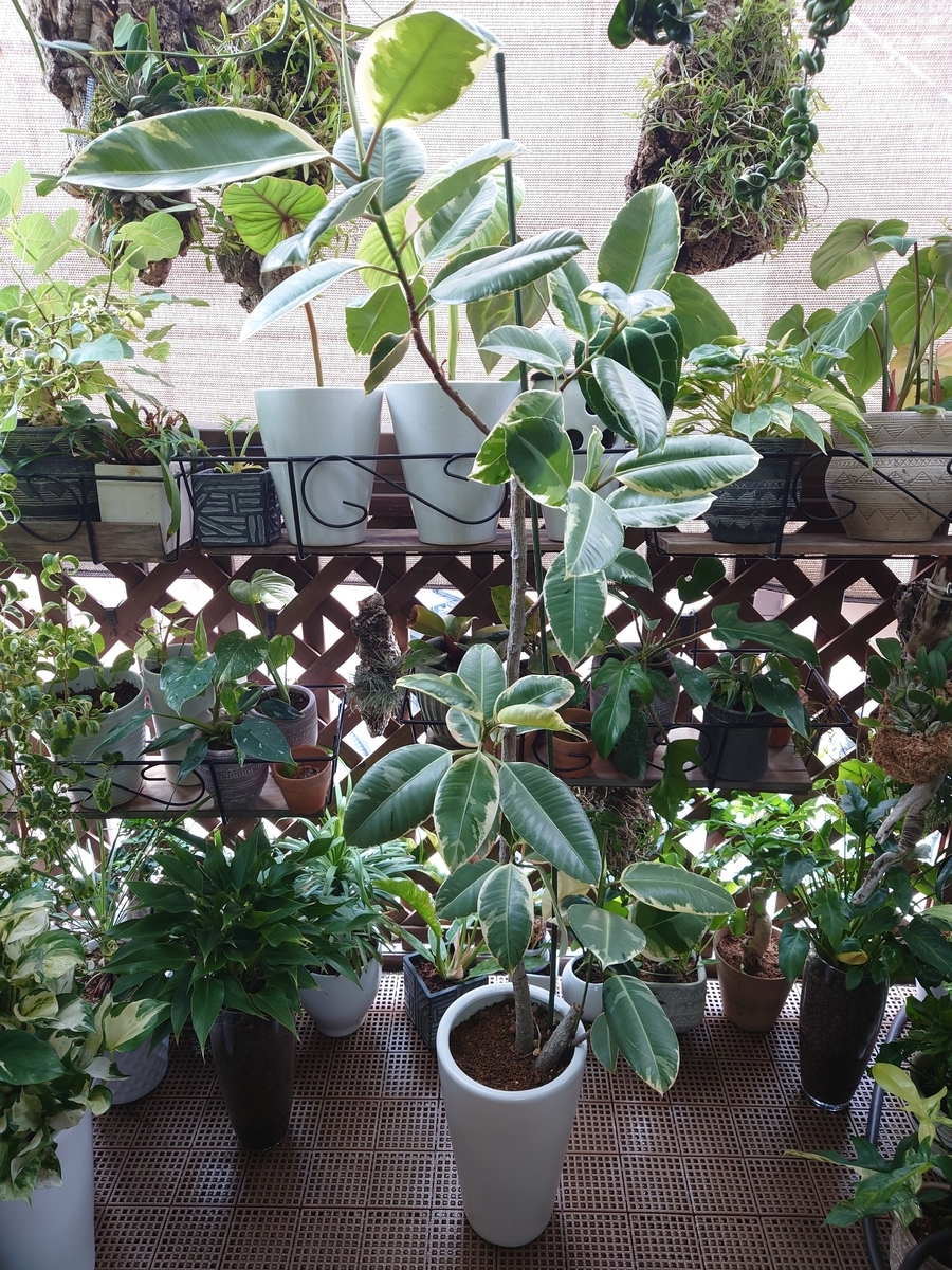 【超希少】鉢込フィカス　ドリーミーアサヒ　ゴムの木 最終価格！ フィカス ドリーミーアサヒ アサヒ レア 希少 ゴムの