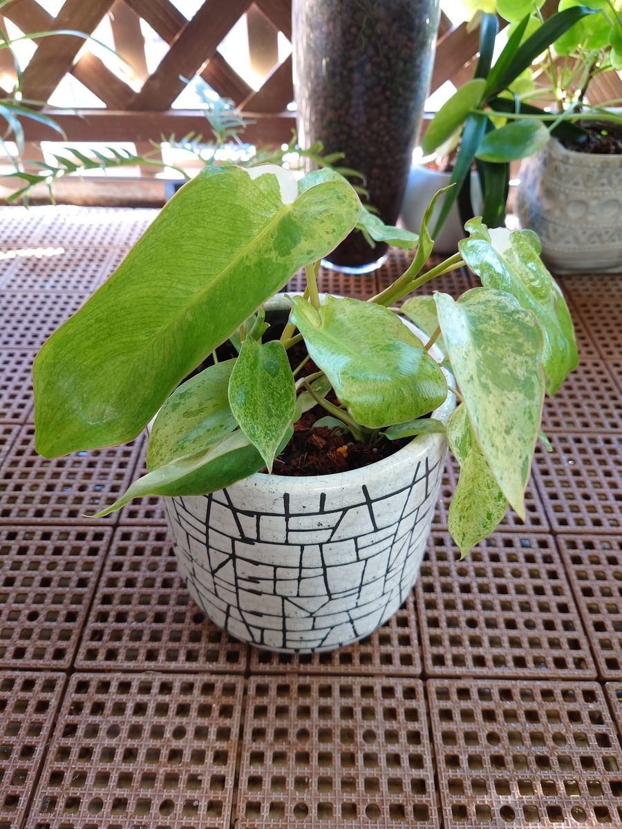 フィロデンドロン パライソベルデ - papagreen's diary