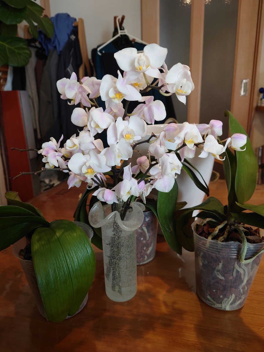 白い胡蝶蘭 造花 白い胡蝶蘭 らん アートフラワー 造花 フェイクフラワー 約56cm