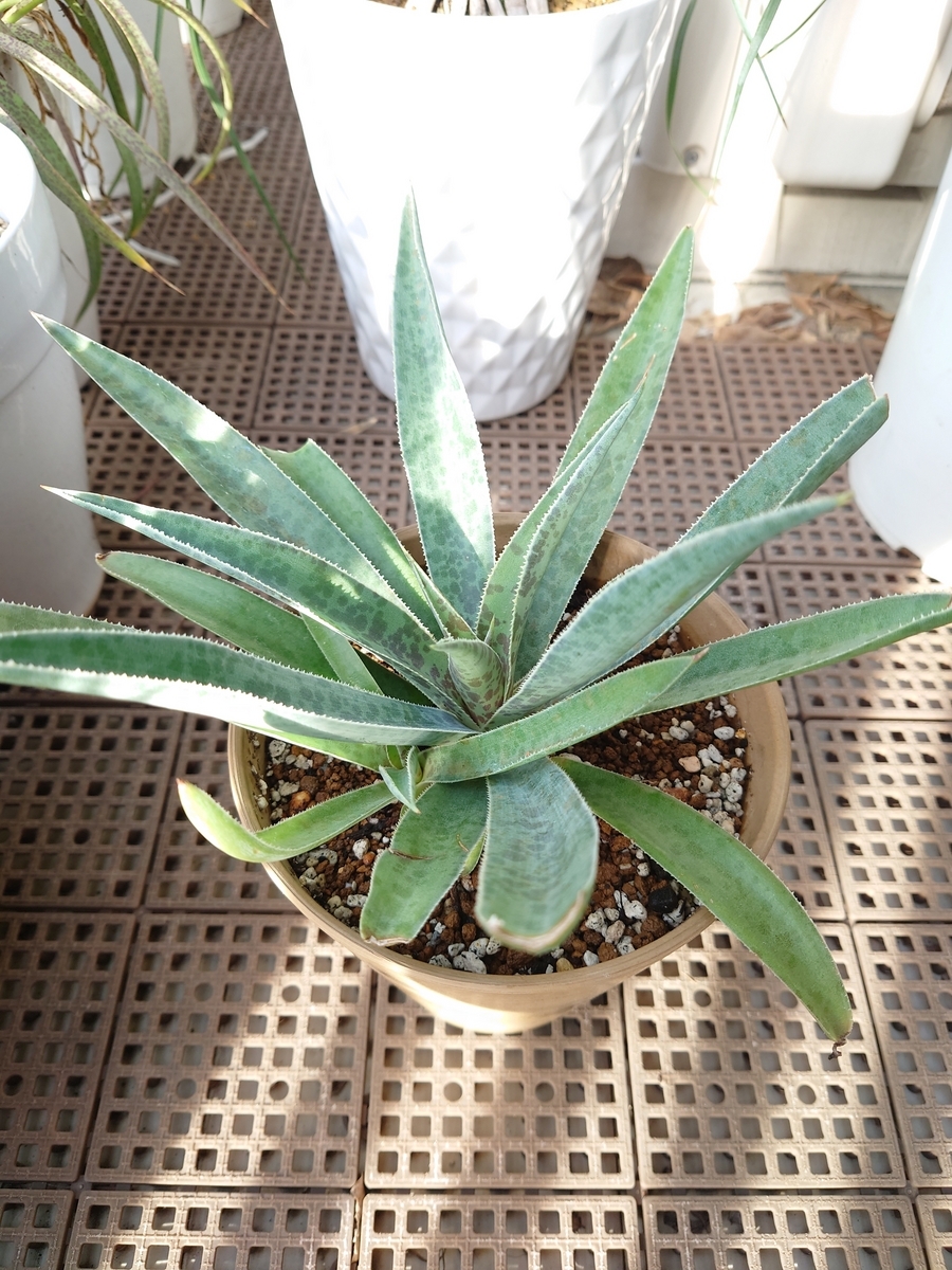 マンガベ フレックルアンドスペックル - papagreen's diary