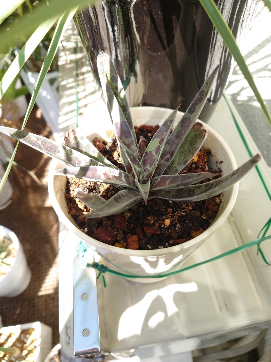 アガベ マンガベ サボテンの38セット 【公式通販】