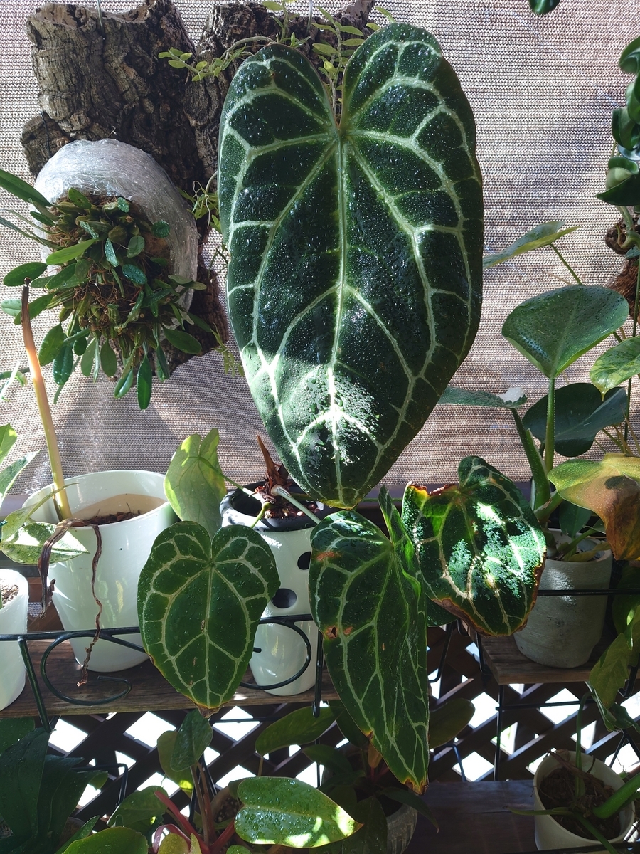 アンスリウム クリスタリナム - papagreen's diary