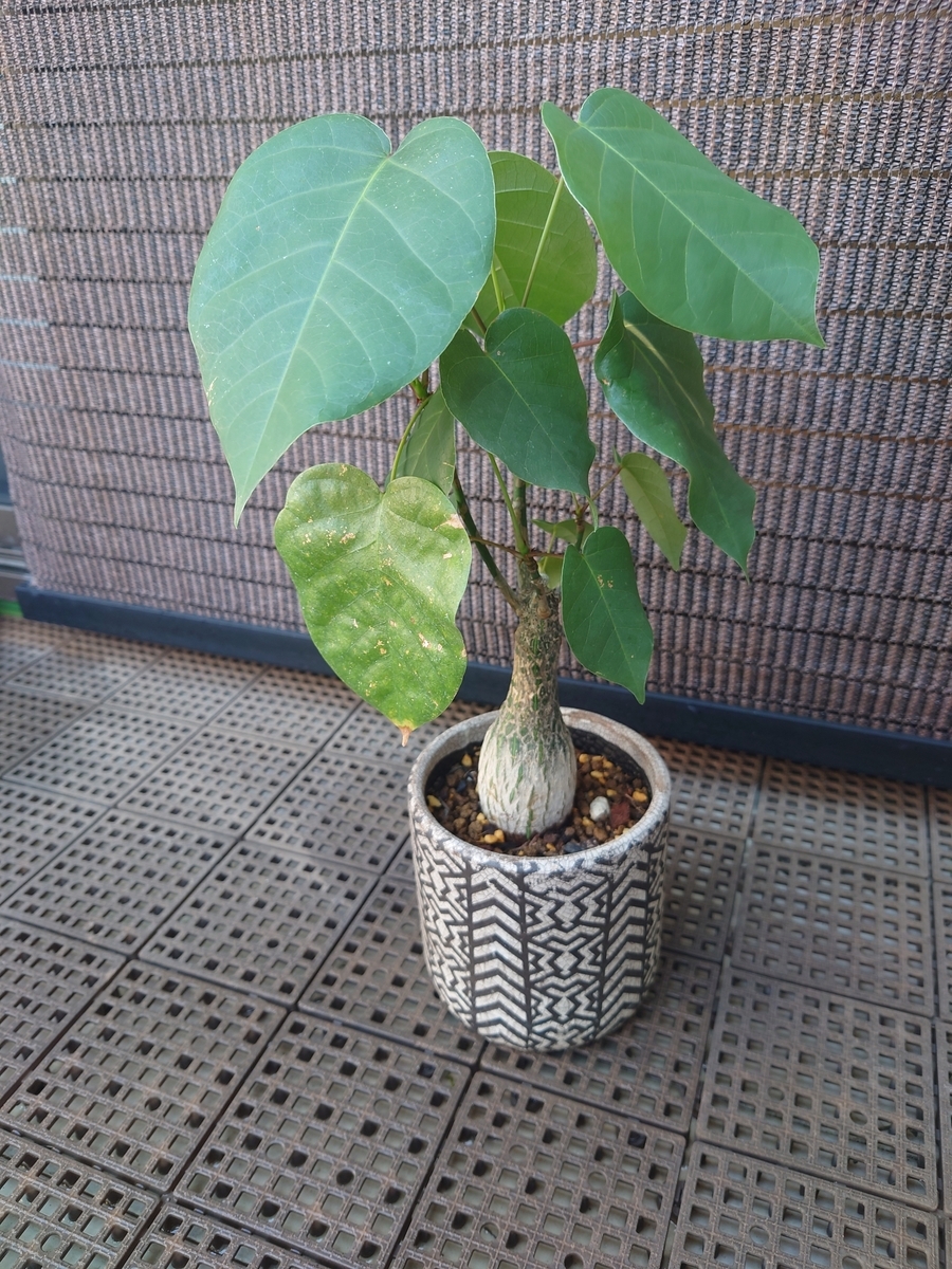 斑入りボンバックス 挿木 ボンバックス」の強剪定＆挿し木を行いました