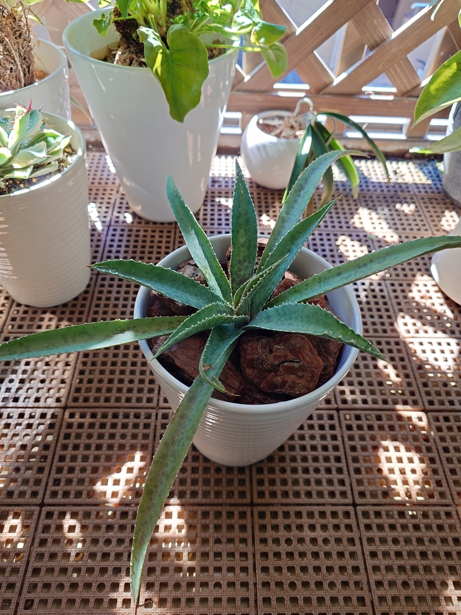 マンガベ　フレックルアンドスペックル　斑入り　レア　ピンク　アガベ×マンフレダ マンガベ フレックルアンドスペックル 斑入り レア ピンク アガベ