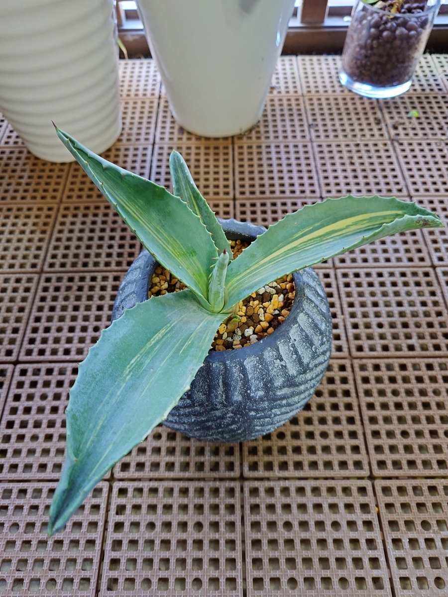 アガベ アメリカーナ 黄縞斑② - papagreen's diary