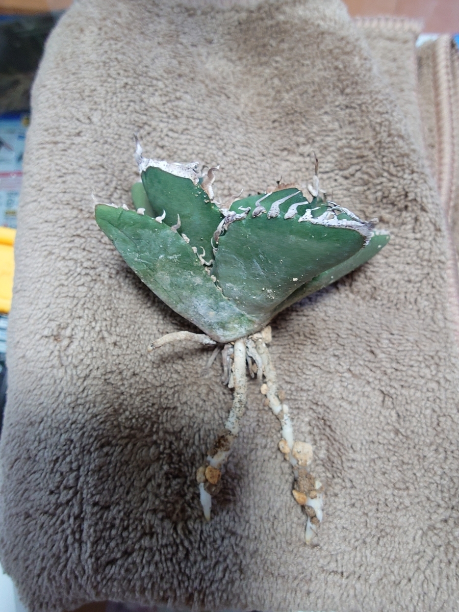アガベ SAD 7. Agave titanota SAD | KOBE AGAVE SHOP