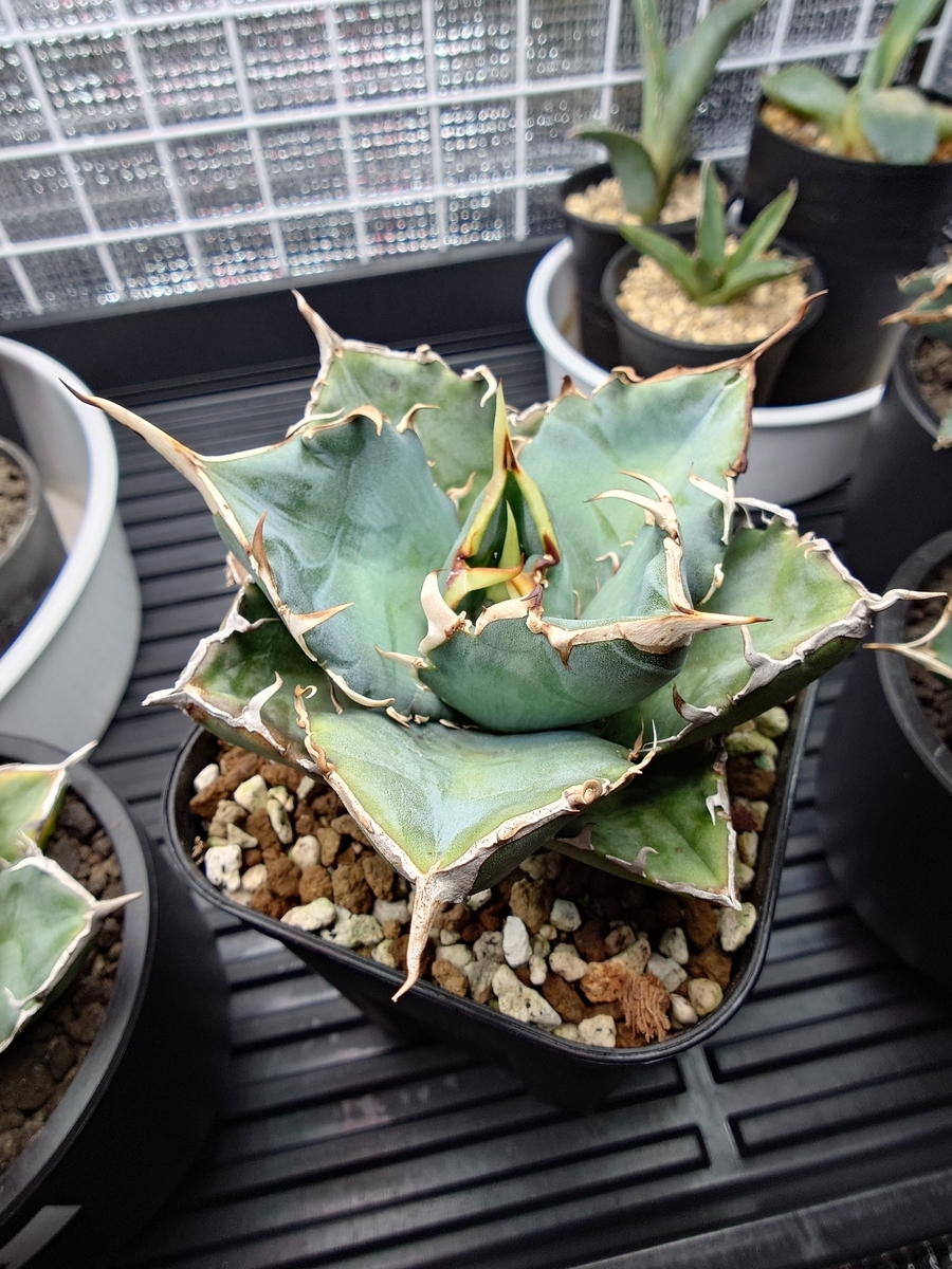 アガベ オテロイ 白鯨 プレステラ120深 アガベ チタノタ 白鯨