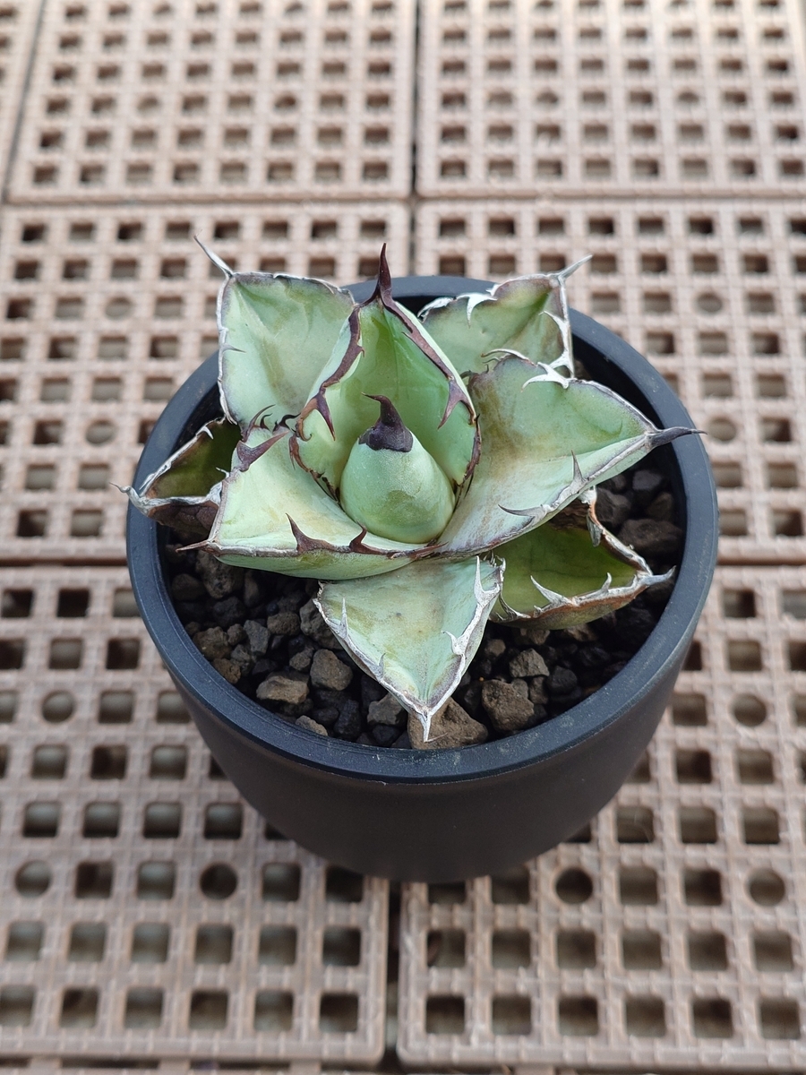 アガベ ブラックアンドブルー④ - papagreen's diary