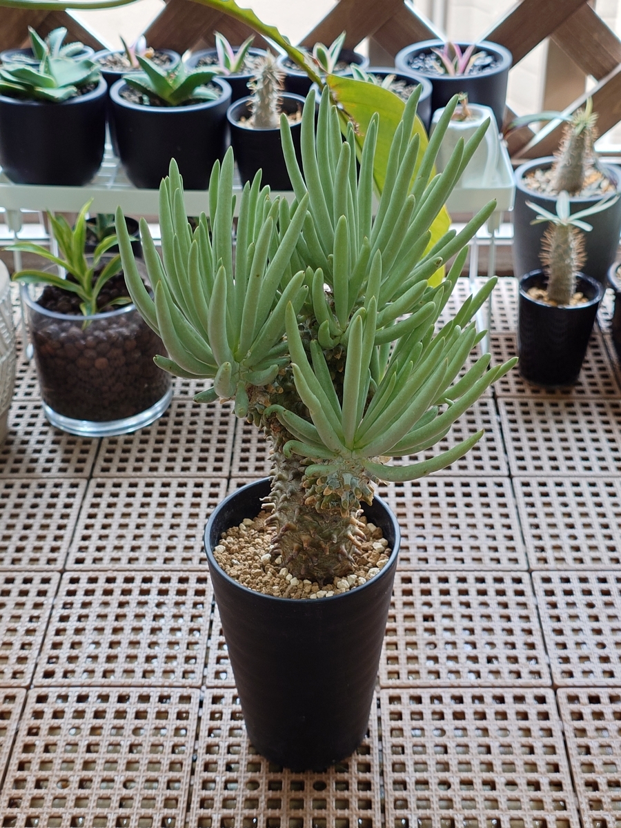 チレコドン ワリチー② - papagreen's diary