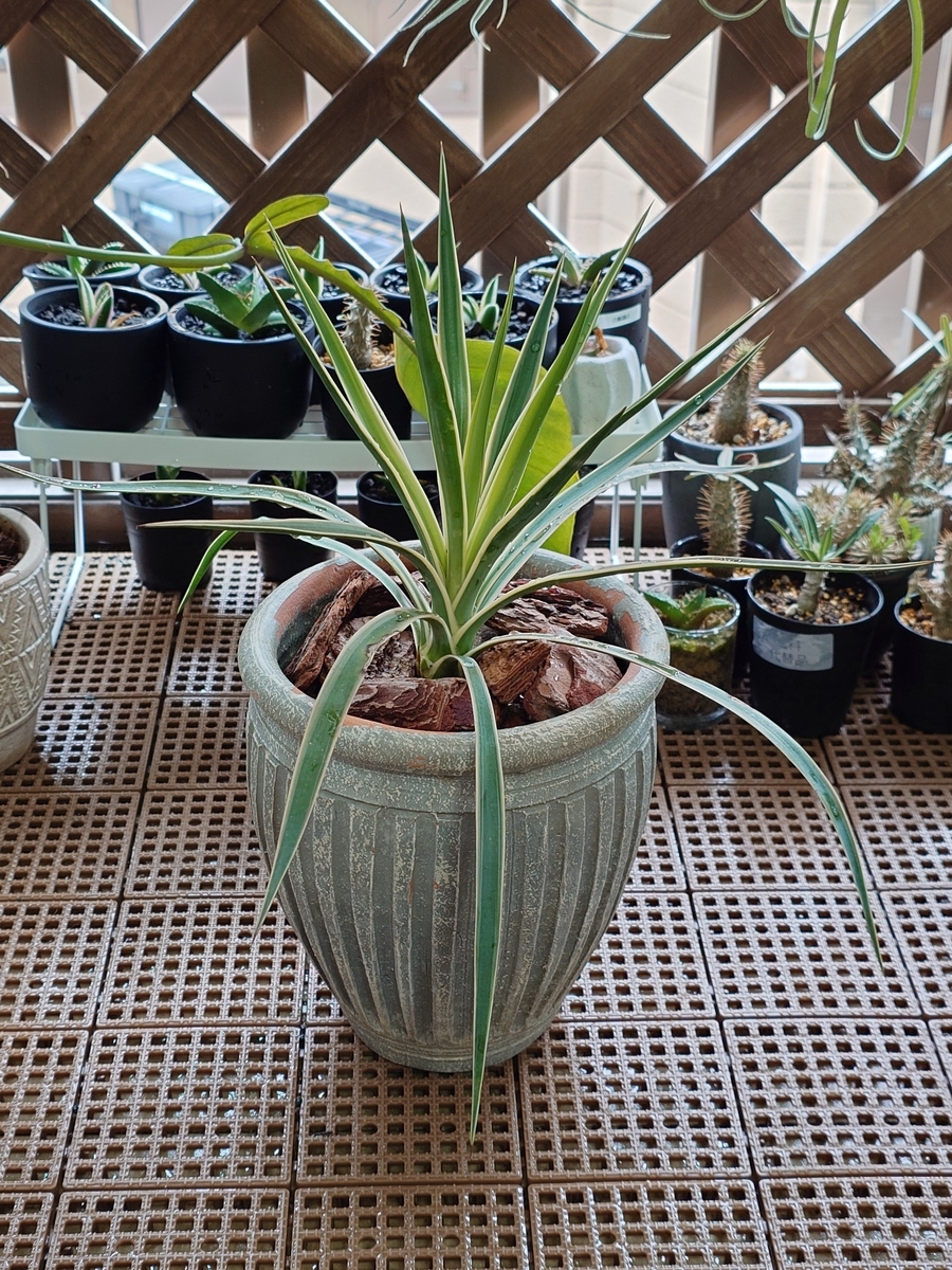 ユッカアロエフォリア錦 ユッカ・アロイフォリア（千寿蘭）｜Yucca aloifolia | DESERT INC.