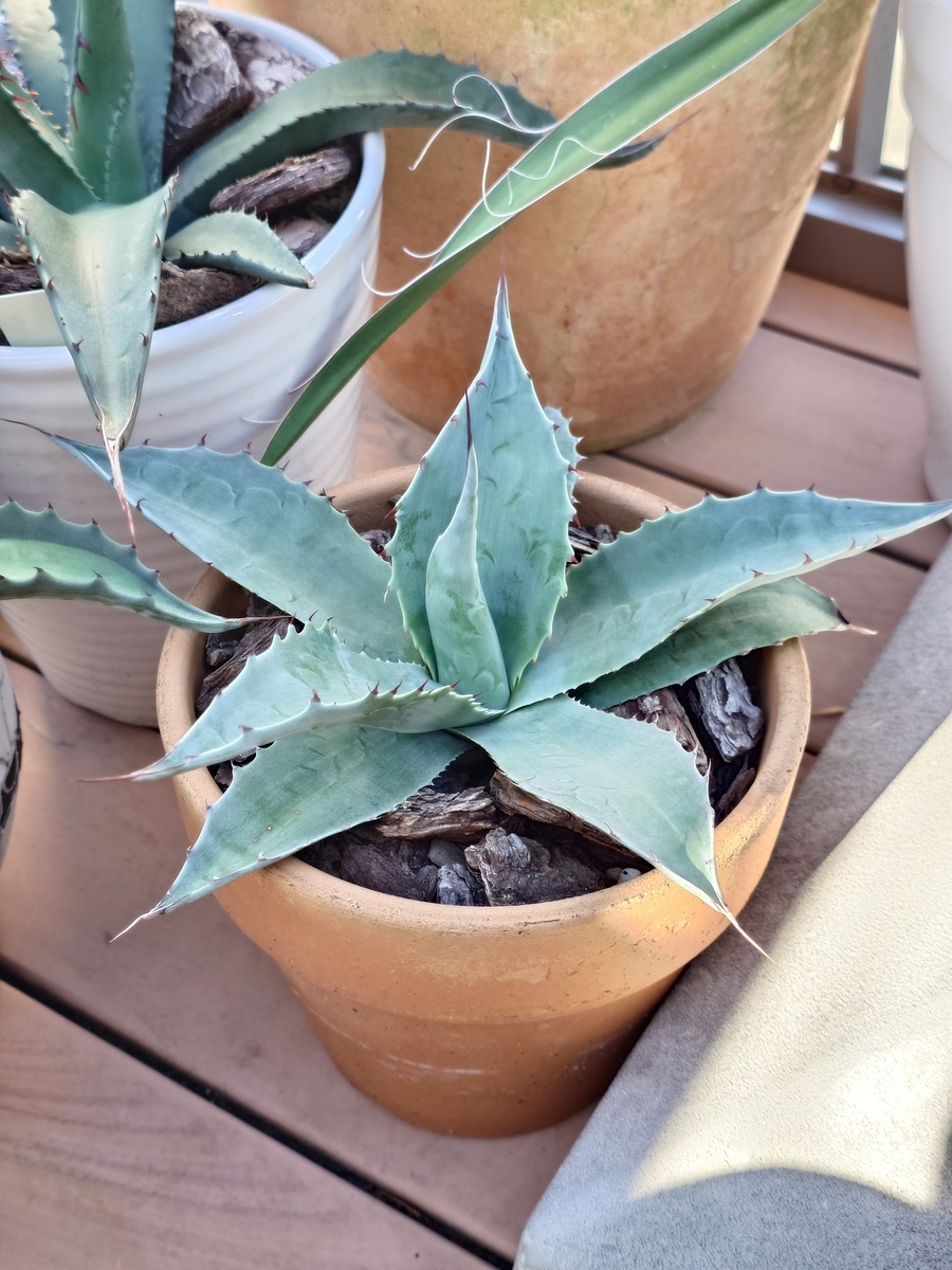 アガベ オバティフォリア ＋おまけユッカ 【公式通販】