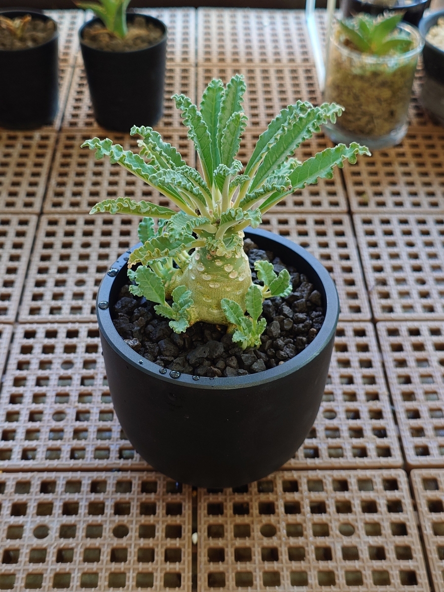 hyamakyu ドルステニア ラブラニー 超大型株 鉢植え hyamakyu ドルステニア ラブラニー 超大型株 鉢植え hyamakyu