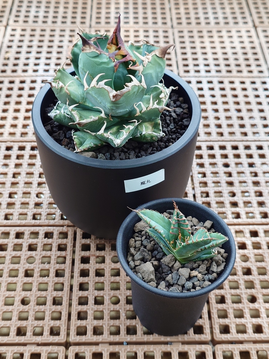 アガベ 魔丸 アガベ 魔丸 - papagreen's diary