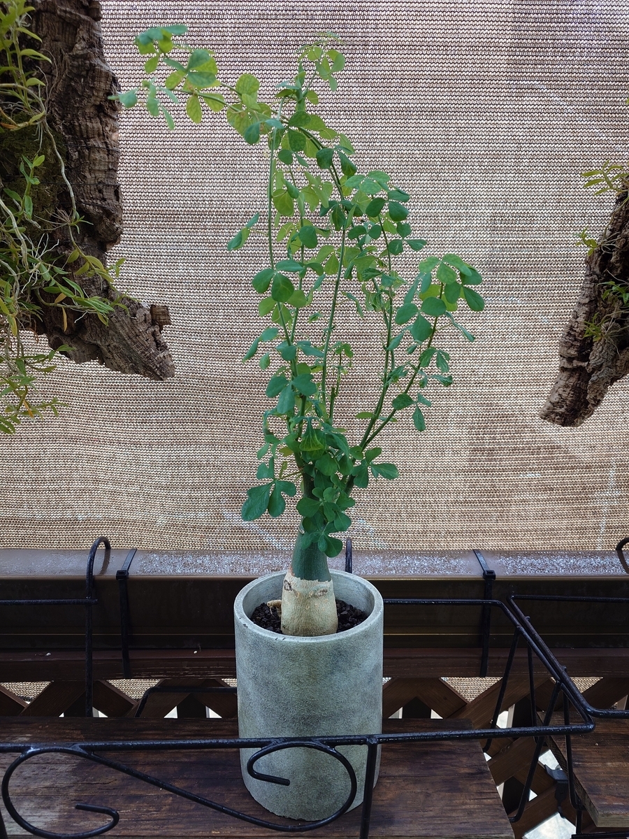 アデニア フルチコーサ - papagreen's diary