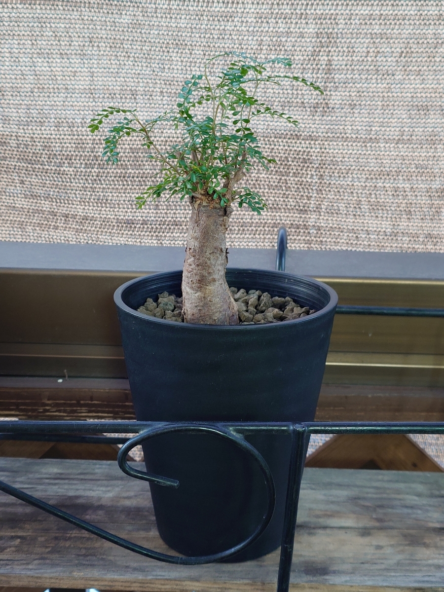 オペルクリカリア パキプス③ - papagreen's diary