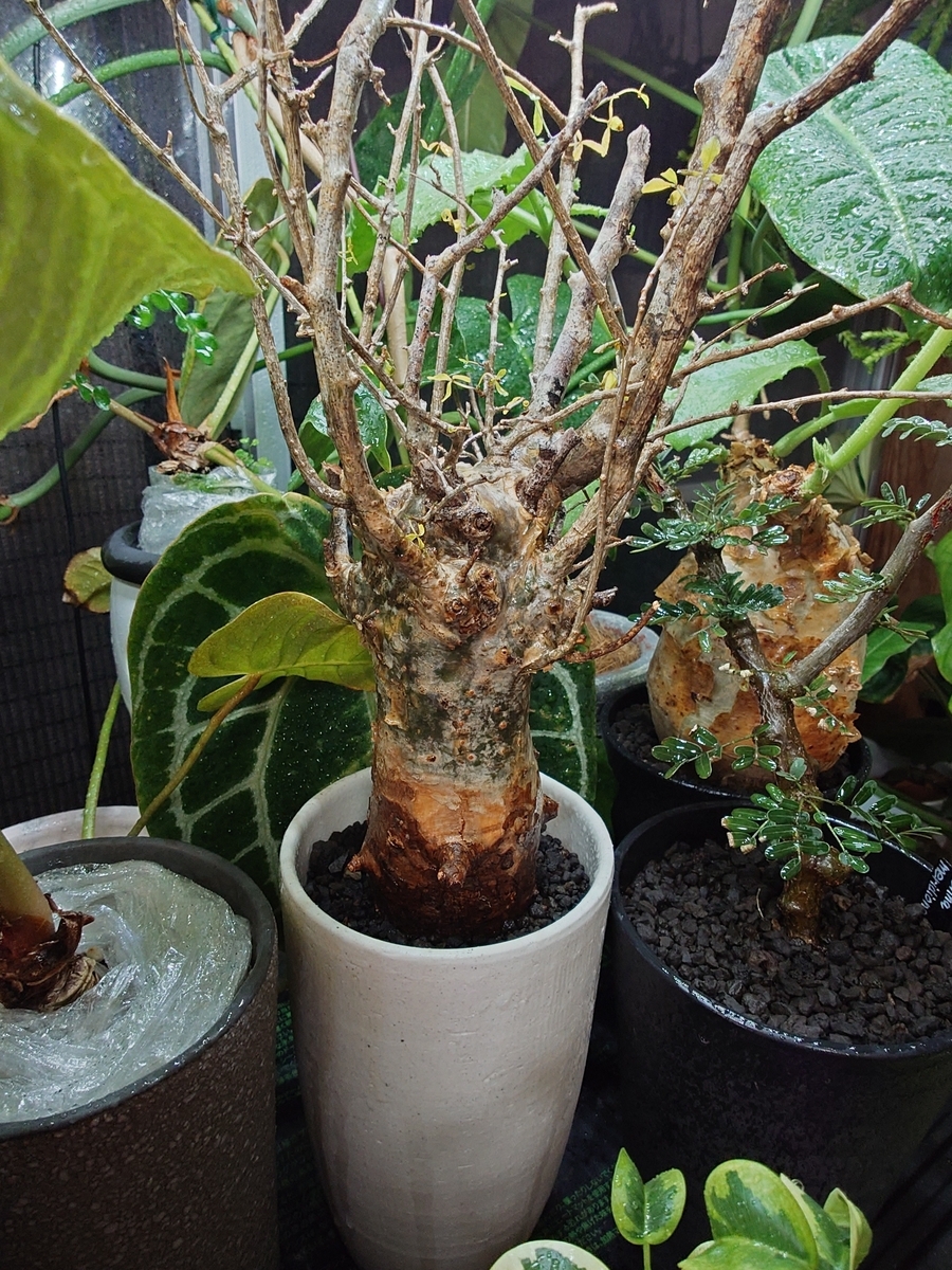 コミフォラ　フンベルティ　鉢付き　現地球 コミフォラ フンベルティ - papagreen's diary