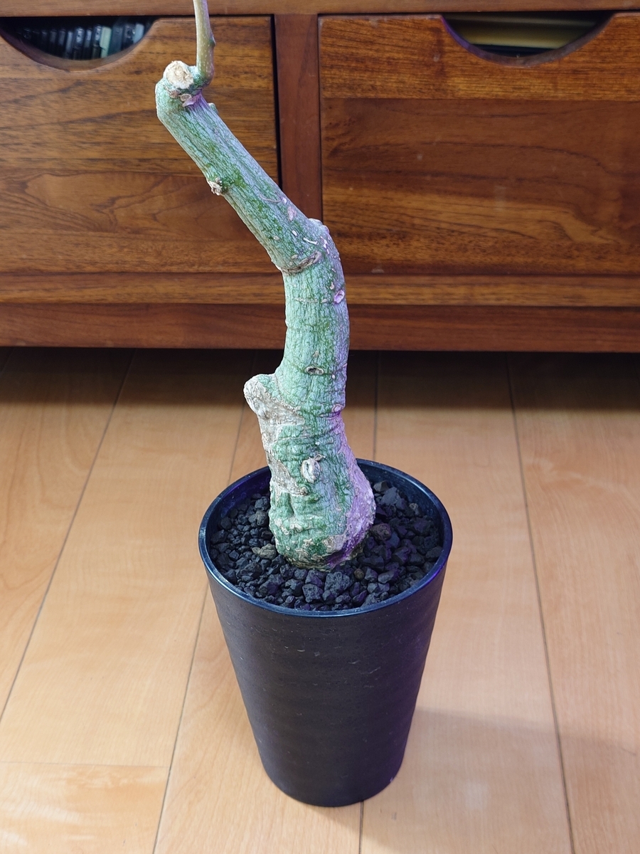 アデニア クリスタルグリーン② - papagreen's diary