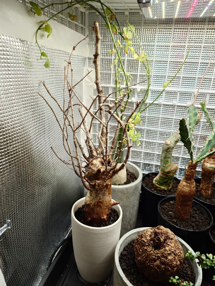 コミフォラ　フンベルティ　鉢付き　現地球 コミフォラ フンベルティ - papagreen's diary
