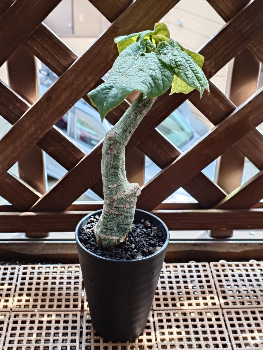 アデニアクリスタルグリーン現地球　塊根植物 黒鉢 アデニア クリスタルグリーン② - papagreen's diary