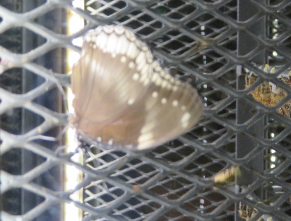 f:id:papamamtabi:20190513234718j:plain