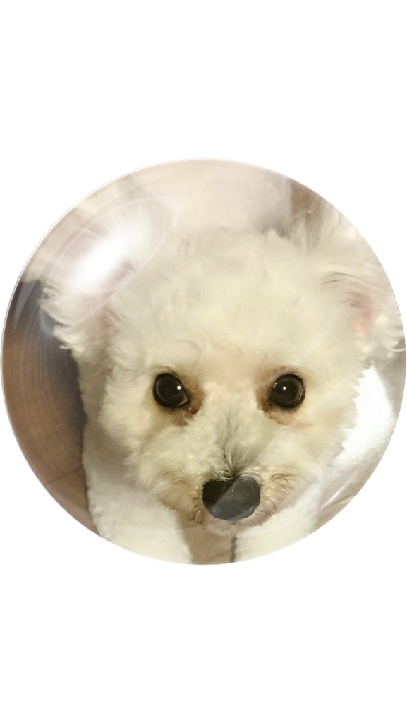 f:id:papamamtabi:20191128161716j:image
