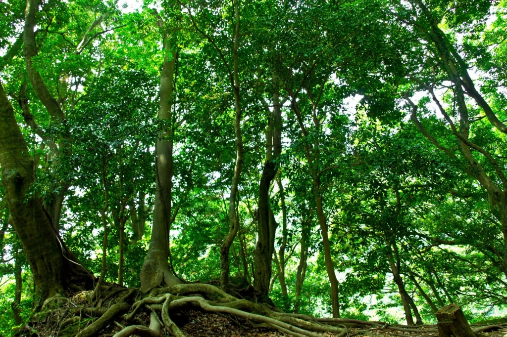 f:id:papandaikuji:20160901133822j:plain